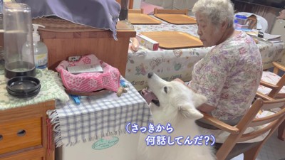 ニコニコのアイスちゃん