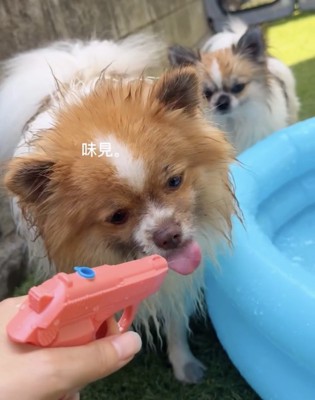水鉄砲をなめる犬