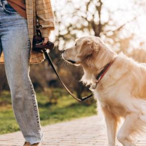 犬の散歩で使ってはいけない『絶対NGなリード』5選　愛犬を危険にさらすリードの特徴とは？