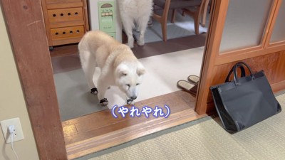 「やれやれ」
