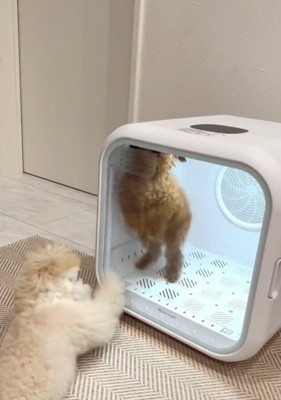足で開けようとする犬3