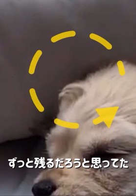 アホ毛のアップ