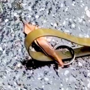 リードに何かが引っ掛かっていたら止まる大型犬→試しに『葉っぱ』を置いてみたら…まさかの光景が198万再生「なんて可愛い」「おもろすぎww」