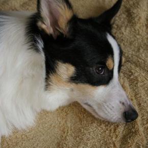 犬が『不満』を抱えているときにみせる行動4選 日々の暮らしに満足してもらうためにできることまで