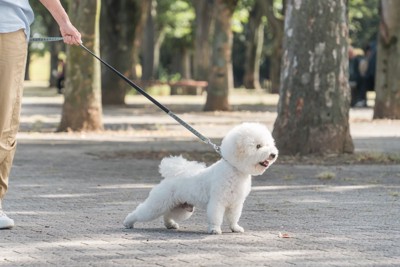 前のめりになる犬