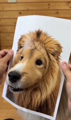 ライオンのパネルから顔を出す犬