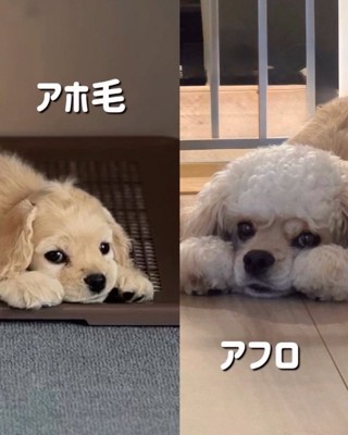 パルちゃんのビフォーアフター