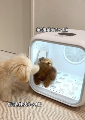 足で開けようとする犬2