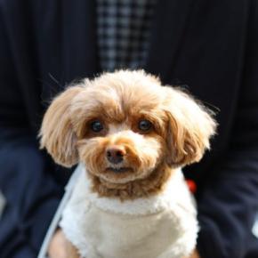 犬が飼い主の『膝の上に乗る』心理4選 甘えているだけではない?愛犬の本音まで解説