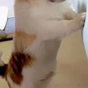 他の犬がママとイチャイチャしているのを発見したワンコ→阻止しようとしたものの…思わず笑う『まさかの展開』が165万再生「イラついてるｗ」