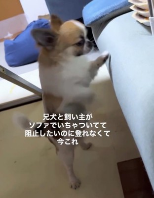 前足を伸ばしてソファをかく犬