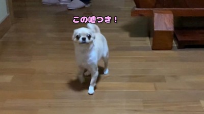 帰宅後、不満をあらわに！