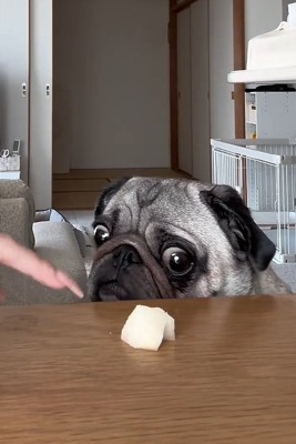 ぽこちゃんに言い聞かす飼い主さん