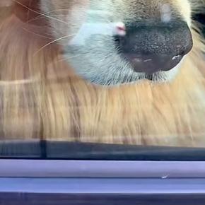 10分間、買い物に行くため『車で大型犬に待ってもらった』結果→戻ると『運転席』にいて…まさかの『ふてくされ』に反響「可愛いw」「癒される」