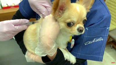 いい子で頑張ってくれました！