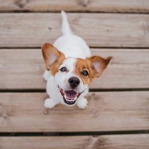 犬が飼い主に『ありがとう』と伝えているサイン７選　愛犬はどんなときに感謝の気持ちを伝えてくるの？