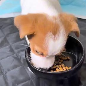 ふと、赤ちゃん犬が『大好きなごはん』を食べるところを撮影→美味しすぎて、食べてる途中で…あまりにも愛おしい『まさかの反応』が110万再生