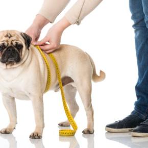 犬が『痩せすぎてしまう』原因5つ 愛犬の体重管理で注意すべきポイントとは?