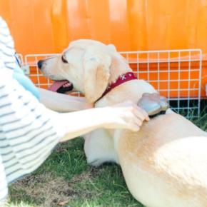 『抜け毛が多い』犬種5選 効果的なお掃除テクニックやおすすめの対策まで