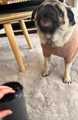 タンブラーに怒るぽこちゃん