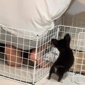 『ペットは絶対に飼わない』と猛反対していたパパ→反対を押し切り、お迎えした結果…嘘のような『現在の行動』が15万再生「可愛すぎw」「素敵」