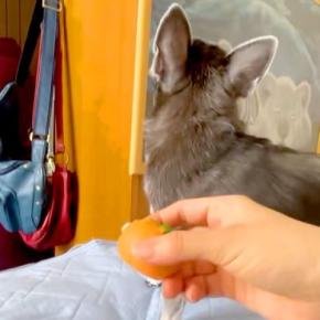 『ボールを投げたフリ』をした結果→毎回犬が騙されて…感情豊かすぎる『芸人顔負けの表情』に爆笑「超可愛いww」「なぬ!って顔たまらん」