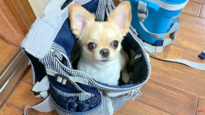 「早く行こう！」とワクワク♪