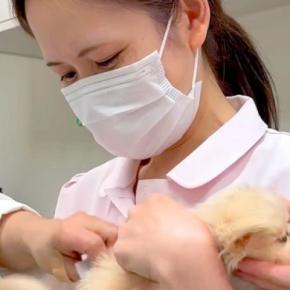 病院に注射を打ちに来た赤ちゃん犬→『怖がらないように』と、女医さんたちが…思った以上の光景が107万再生「全員可愛いw」「安心感すごい」