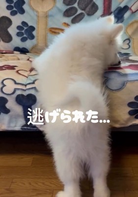 逃げられたごえもん君