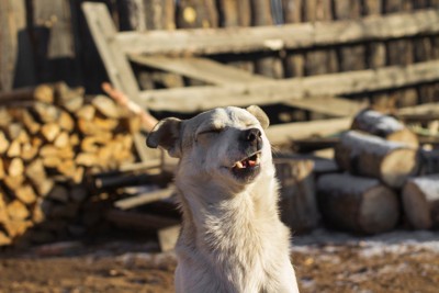 顔を歪めている犬