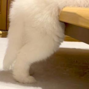 ふと、赤ちゃん犬の様子を見に行った結果→なぜか『変なポーズ』をしていて…予想外だった『電池切れ』が12万再生「癒された」「いい夢見てそう」