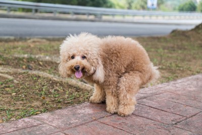 排泄する犬