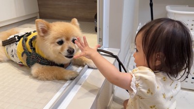 お顔に触れようとする場面も