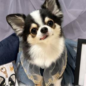犬の写真を撮った結果→『映えてるな』と思ったら、裏側では…犬オタクの『理想と現実』に1万いいね「なるほど、スカートをｗ」「センス良すぎ」