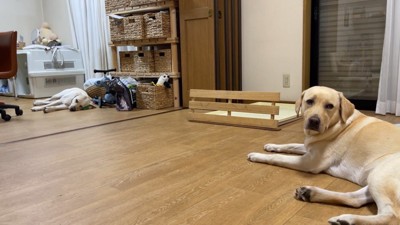 2匹と女の子の温度差がすごい（笑）
