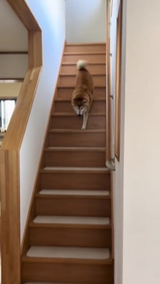 階段を駆け降りる柴犬