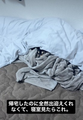 布団から出てこない犬