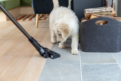 掃除機を見る白い犬
