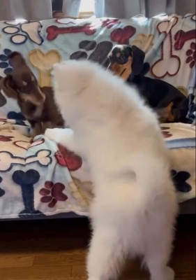 ちょっかいを出すごえもん君