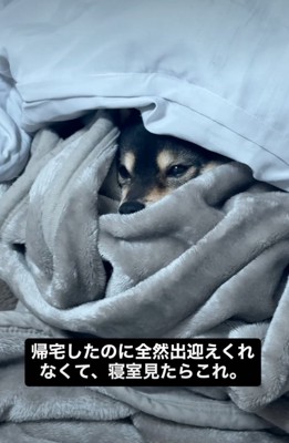 布団にくるまる犬