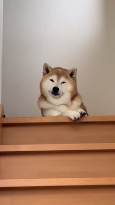 階段の上から見下ろす柴犬
