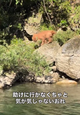 心配そうに右往左往