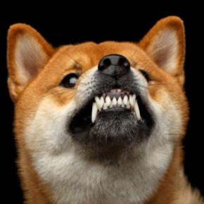 犬を落ち着かせる『便利グッズ』5つ　愛犬におとなしくしてほしいときに使えるアイテムとは？