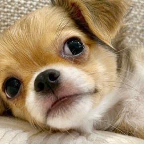 『嘘みたいだろ』極小赤ちゃん犬→『小さいまま育つ』と思ったら…衝撃的な『生後6ヶ月の光景』が33万再生「スタイル抜群で草」「斜め上いった」