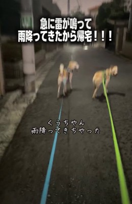 走る犬1