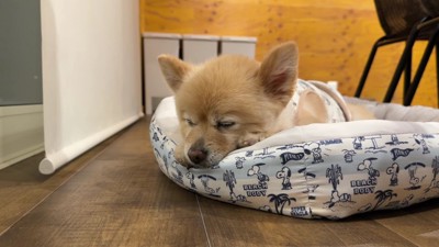 赤ちゃんと犬を連れて『家族旅行』に行った結果→夜、突然犬が吠えたので外を見たら…衝撃的な光景が33万再生「素晴らしい」「無事でよかった」