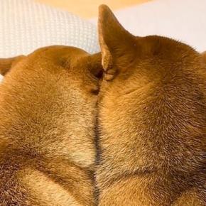 後ろから2匹の犬を撮影→『寄り添っていて可愛いな』と、顔を見てみた結果…思っていたのと違う『まさかの光景』57万再生「声出して笑った」