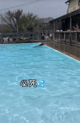 慌てて泳ぐ大型犬