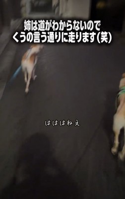 犬の後ろ姿1
