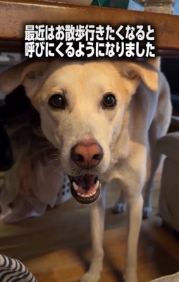 カメラ目線の犬